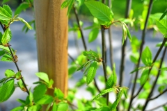 batch_DSC05276