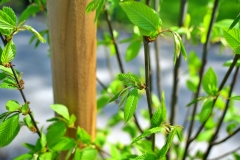 batch_DSC05277