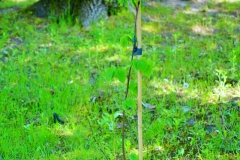 batch_DSC05282