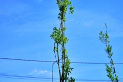 batch_DSC05301