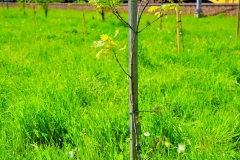 batch_DSC05312