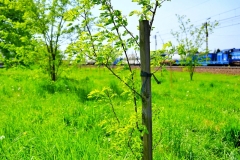 batch_DSC05325