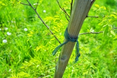 batch_DSC05332