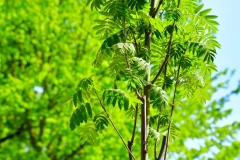 batch_DSC05372